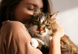 Decoding Feline Affection: Understanding Your Cat's Love Language