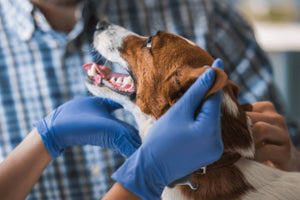 COVID-19 and your pets: What you need to know