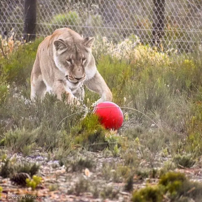 Lioness playing with a red ball in a natural habitat, showcasing playful behavior in wildlife.