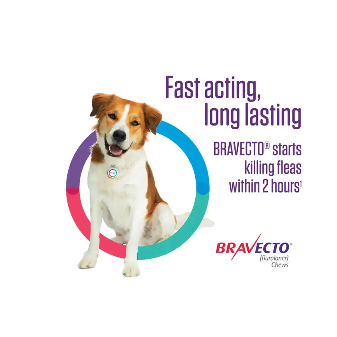 Bravecto Chewable Tick & Flea Tablet | Canine & Co