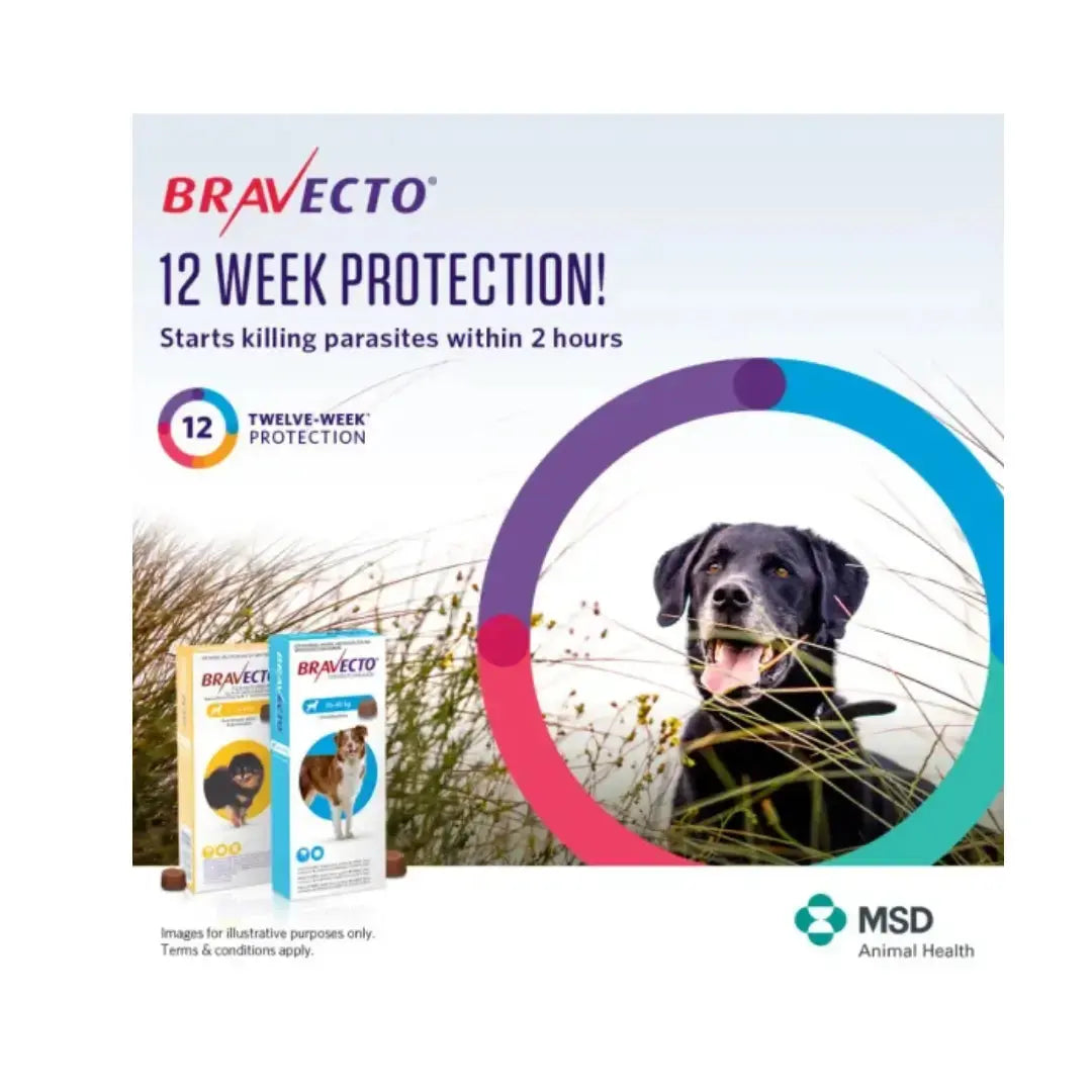 Bravecto Chewable Tick & Flea Tablet | Canine & Co