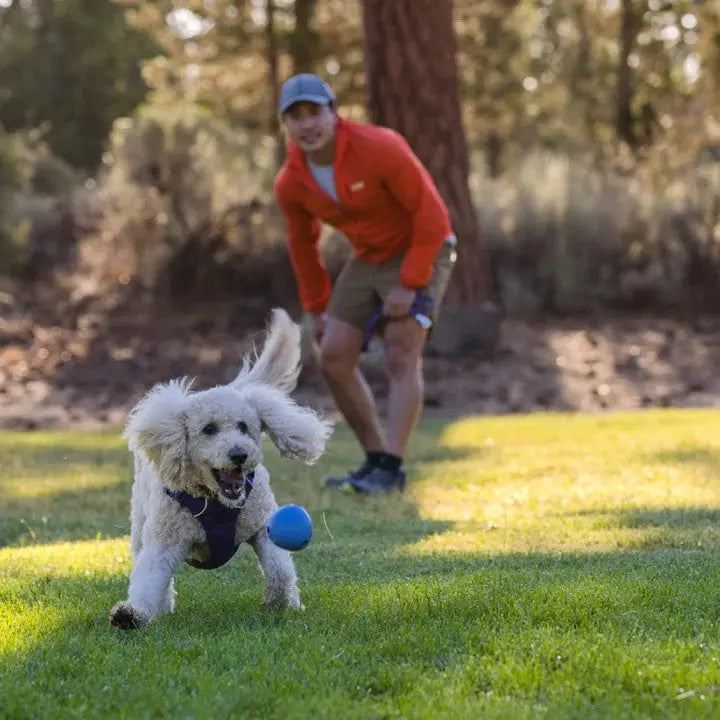 Dog playing fetch with a blue ball in a sunny park, while owner watches happily.