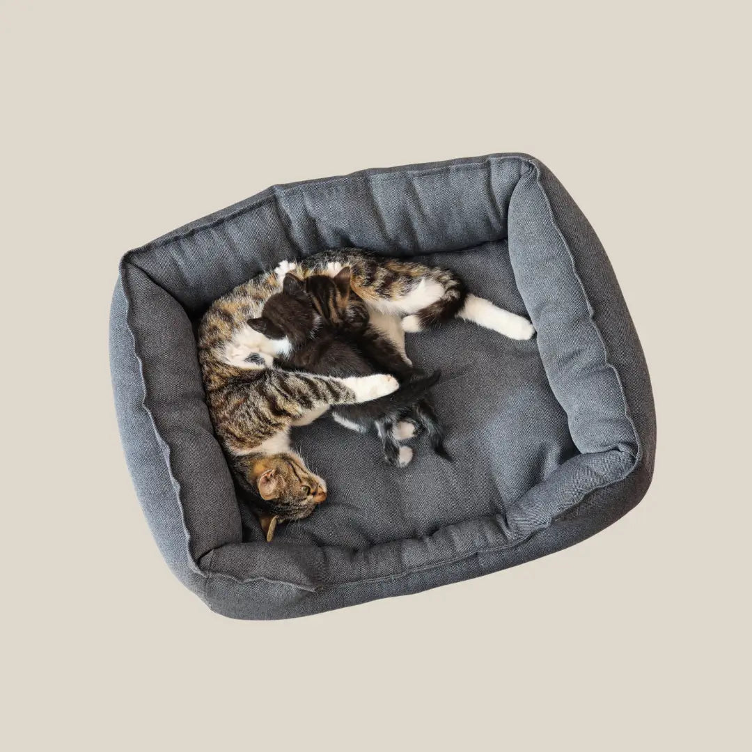 Cat Beds
