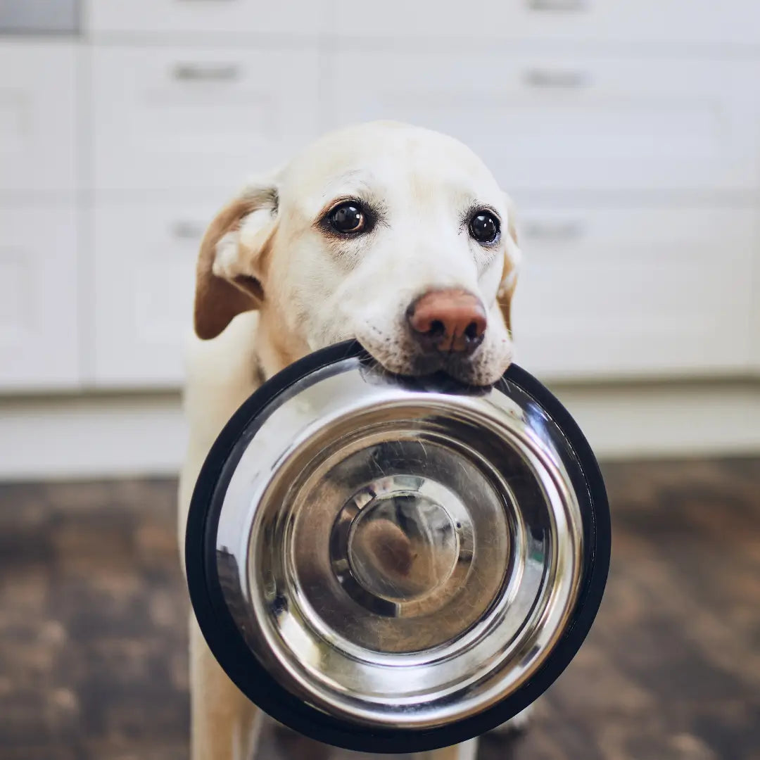 Canine & Co