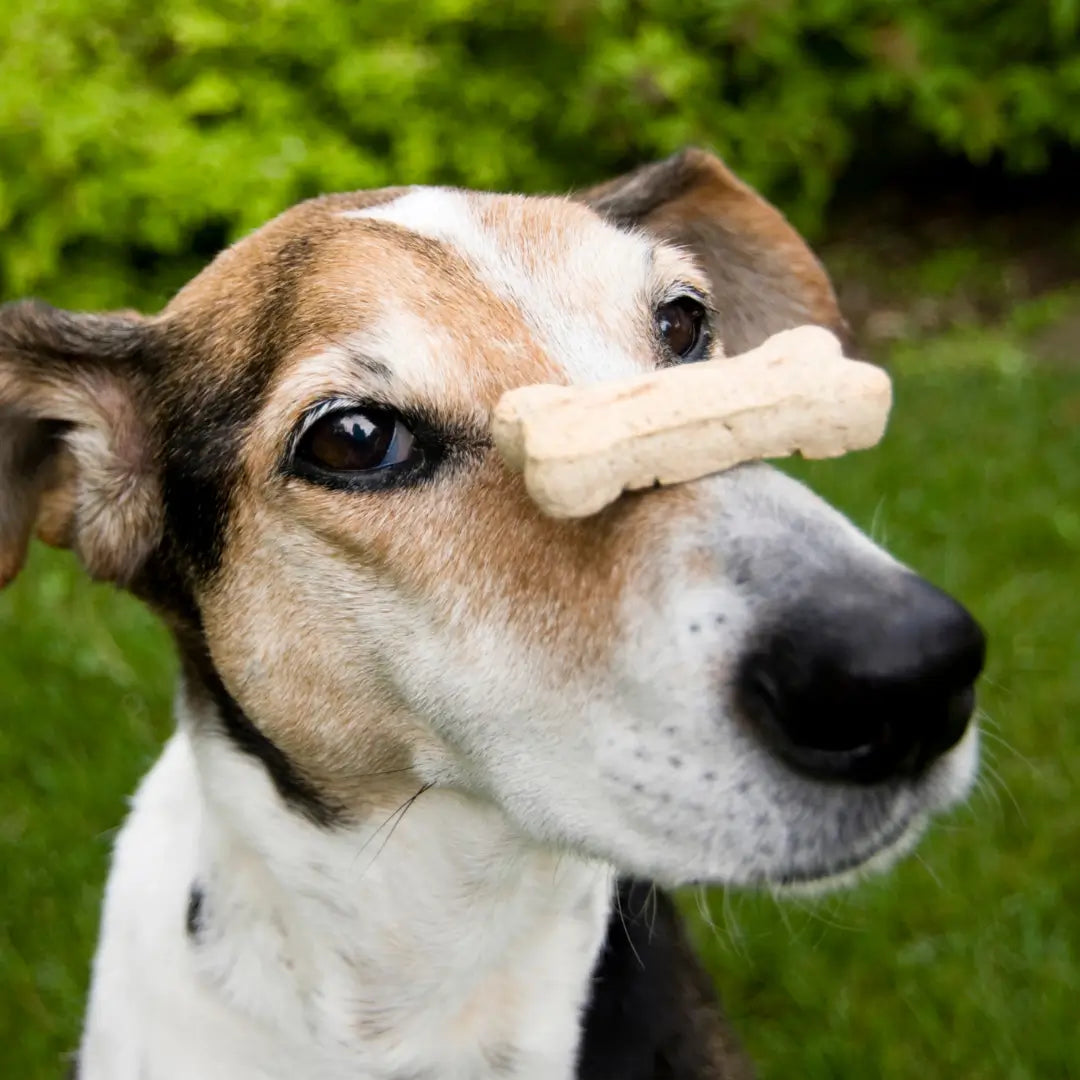 Canine & Co