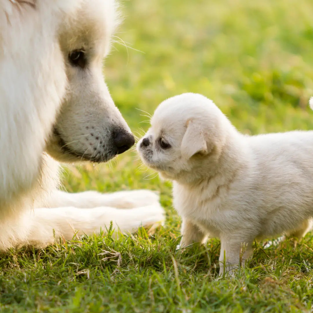 Canine & Co
