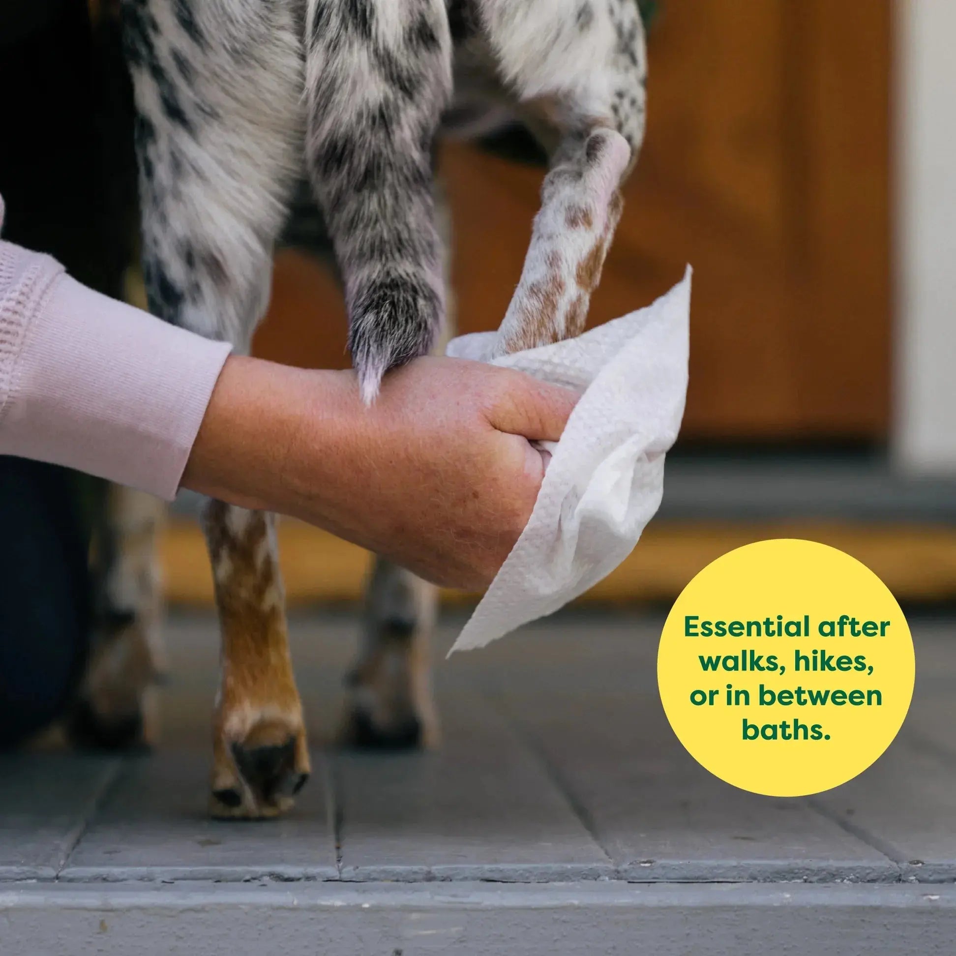 Dog paw cleaning with a paper towel, ideal for post-walk hygiene and maintaining cleanliness.