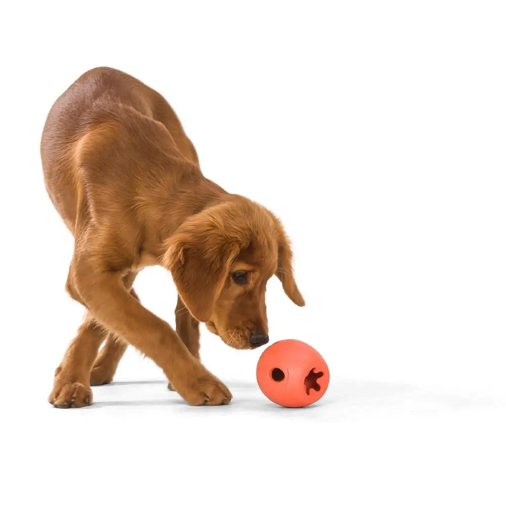 Golden retriever puppy playing with a bright orange chew toy on a white background.