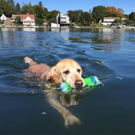 Chuckit amphibious clearance bumper