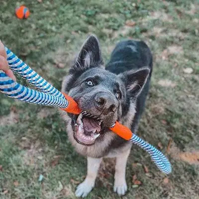 Happy dog playing tug-of-war with a colorful rope toy in a grassy yard.