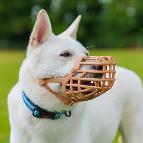 Dog wearing a comfortable, breathable muzzle for safe outdoor activities.
