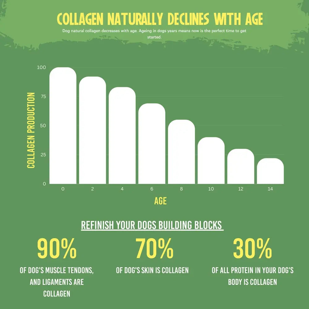 Infographic showing collagen decline with age and its importance for dogs' muscle, skin, and protein health.