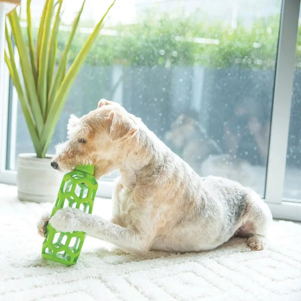 Dog chewing a green rubber toy by a sunny window with plants in the background.