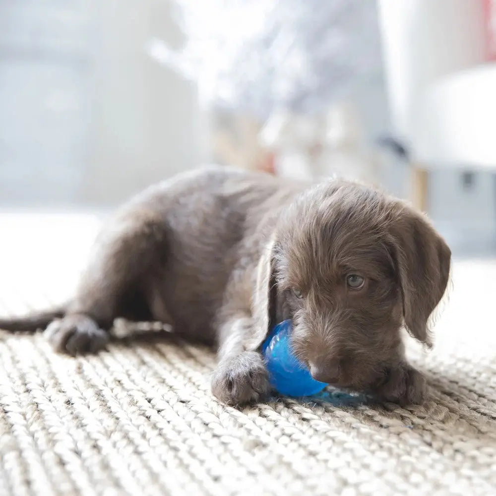 Playful puppy chewing on a blue rubber toy on a cozy rug indoors.