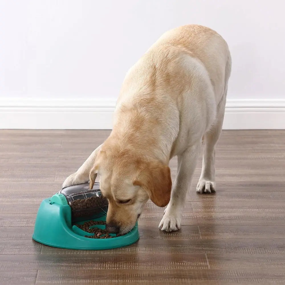 Dog eating from a teal food bowl on a wooden floor, showcasing pet feeding essentials.