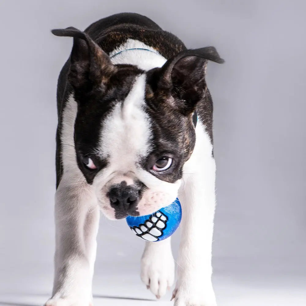 Rogz Ballz Grinz Dog Ball Toy   | Low Prices | Canine & Co