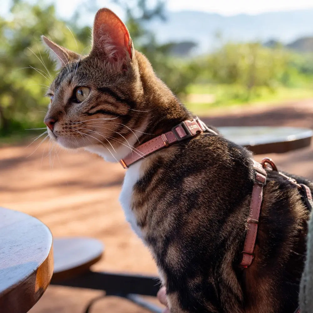 Cat in a harness enjoying the outdoors at a sunny café.