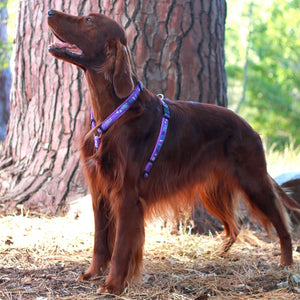 Rogz Fancy Dress Dog Classic Harness Purple Forest Lifestyle Image