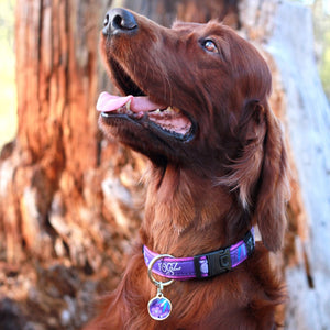 Rogz Fancy Dress Dog Collars Purple Forest
