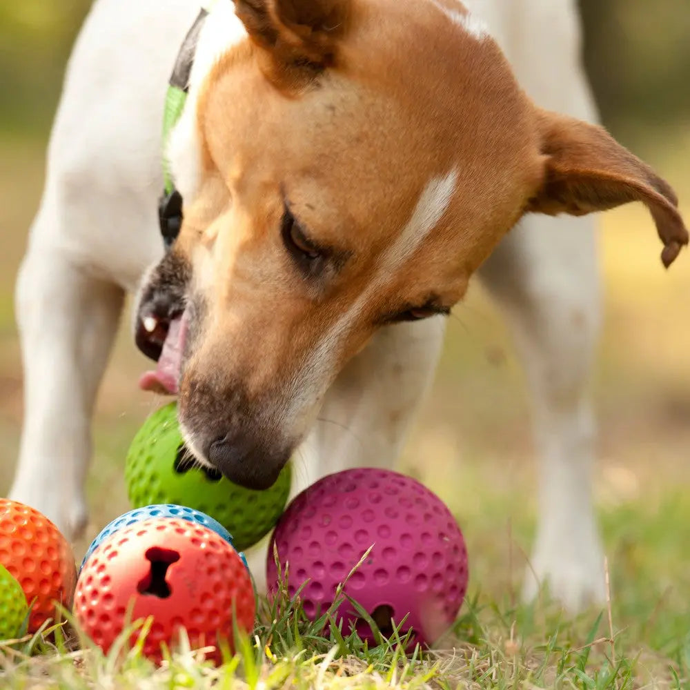 Dog playing with colorful rubber balls in a grassy outdoor setting.