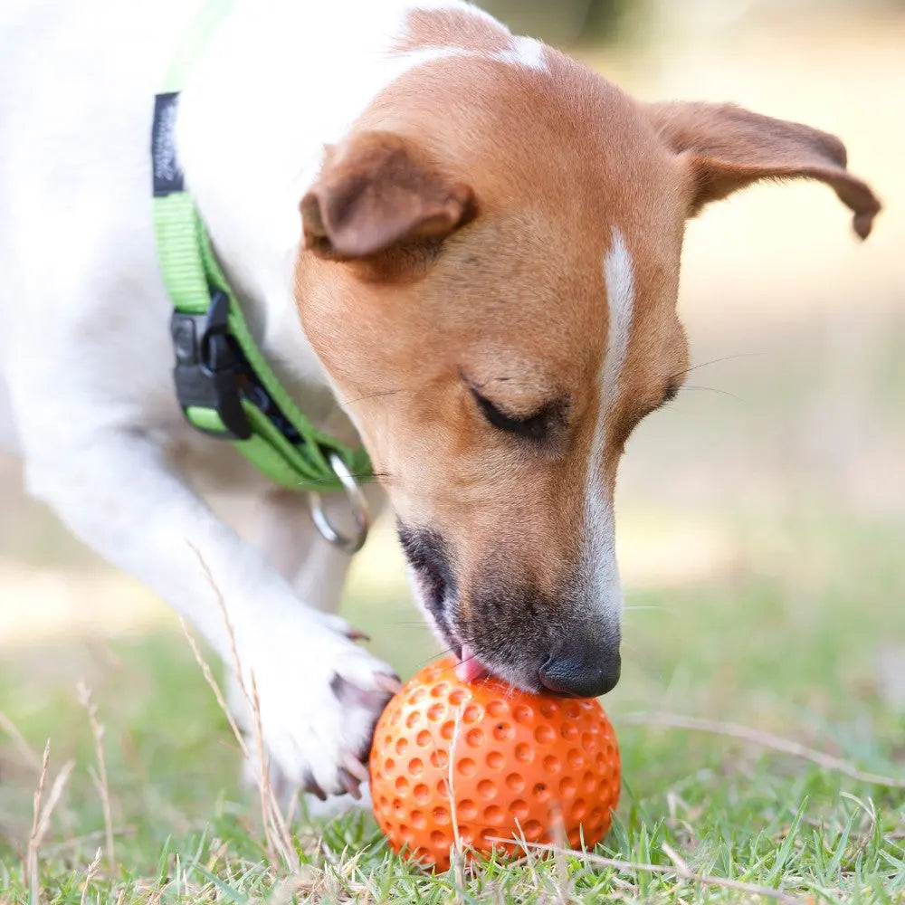 Dog playing with a bright orange rubber ball on green grass.