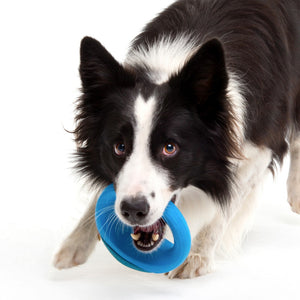 Rogz Pop-Upz Self-Righting Float and Fetch Dog Toy Blue Lifestyle Image