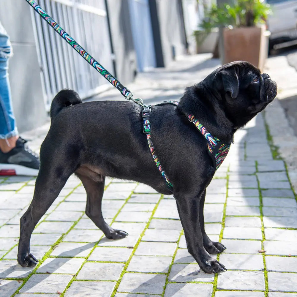 Black pug wearing a colorful harness and leash, standing on a cobblestone street.