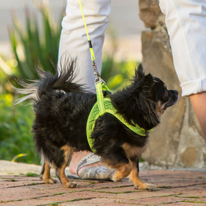 Rogz Utility Reflective Fast Fit Dog Harness Yellow Lifestyle