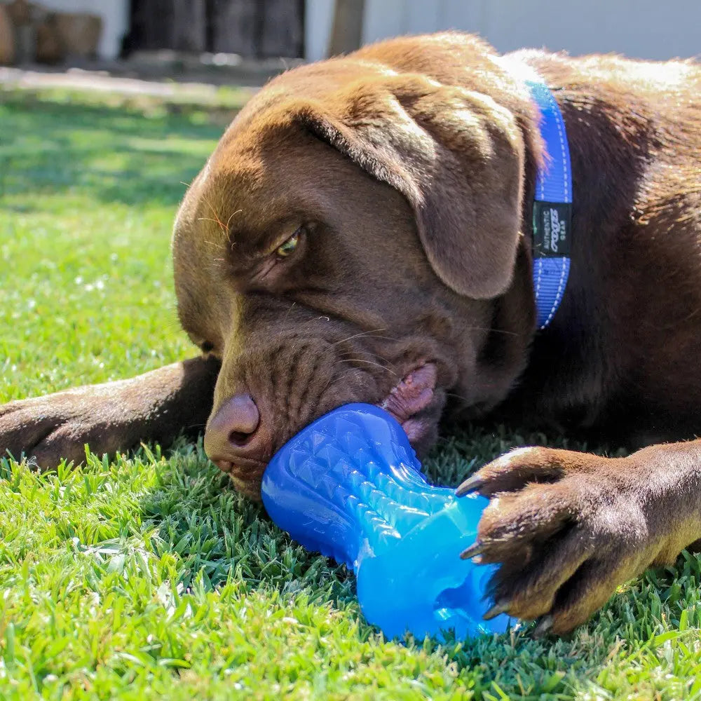 Rogz Yumz Treat Dog Treat Toy   | Low Prices | Canine & Co