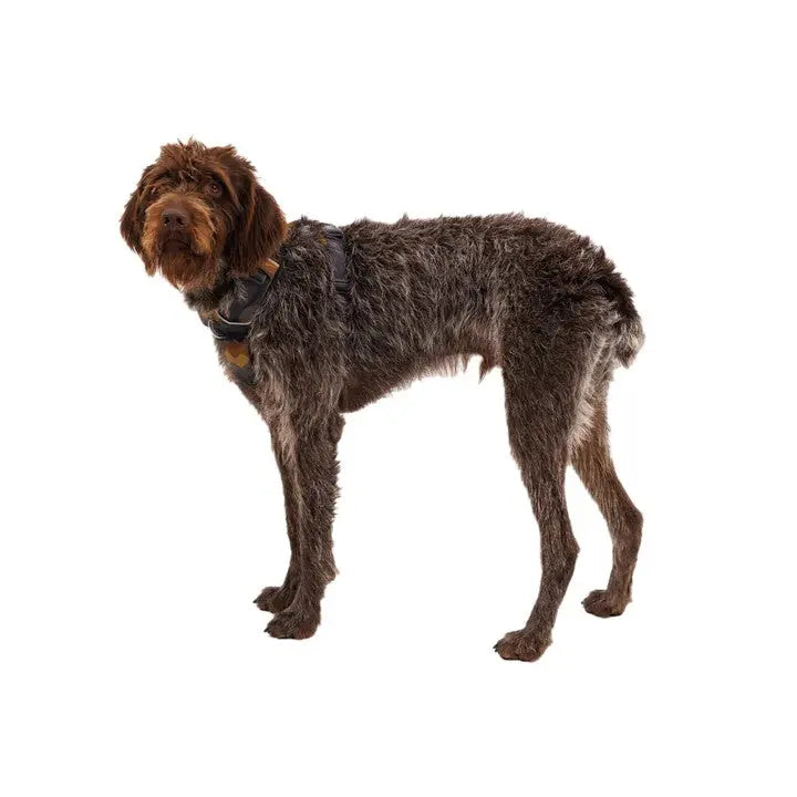 Brown dog in a harness, showcasing a playful and friendly demeanor.