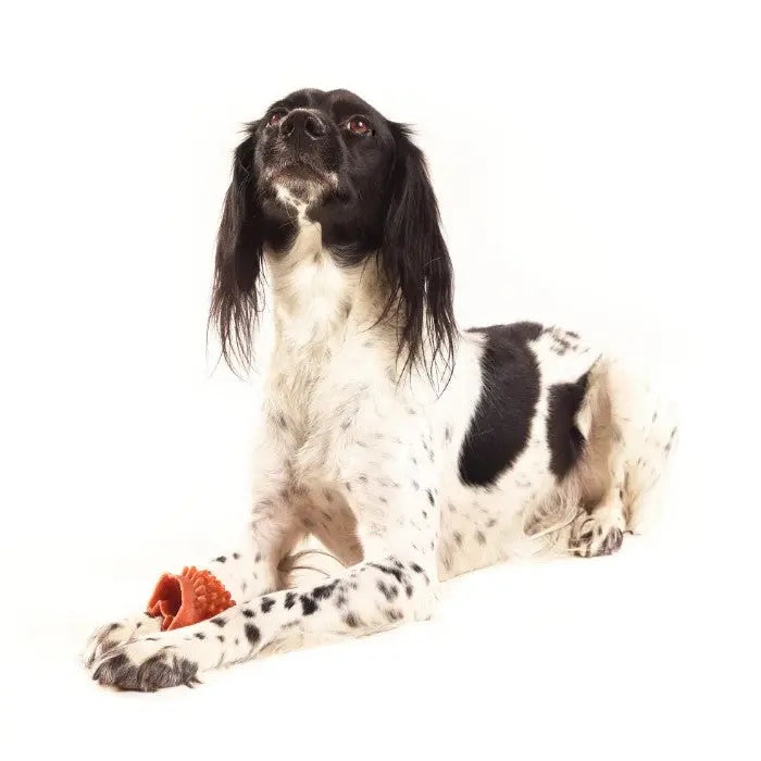 Dog lying down with a chew toy, showcasing a playful and relaxed demeanor.