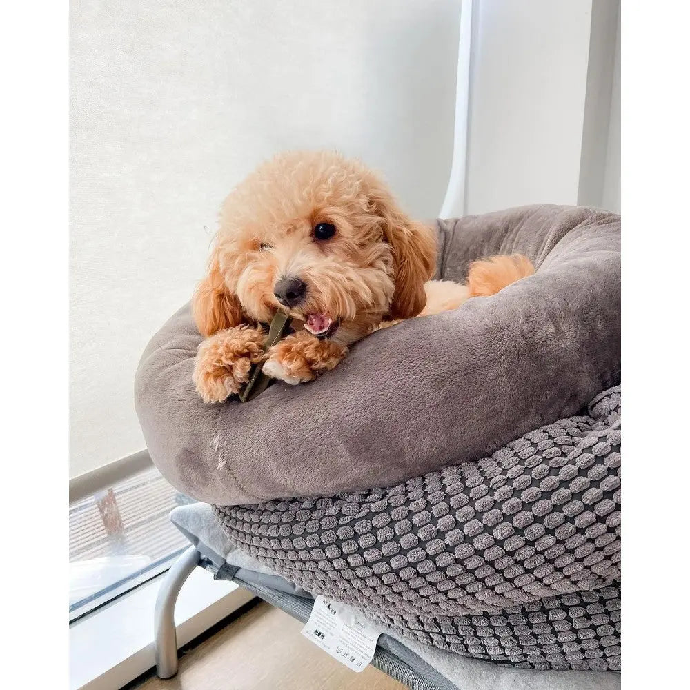 Poodle puppy enjoying a chew stick while relaxing in a cozy pet bed.