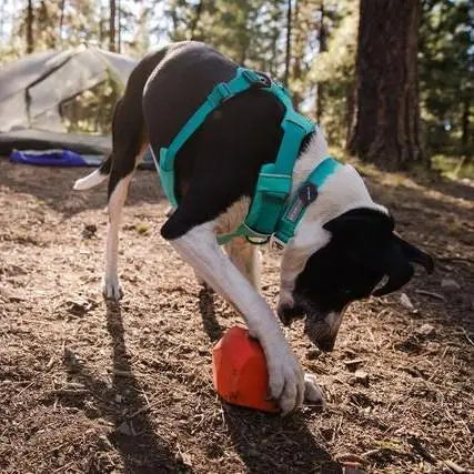 Dog playing with an orange toy in a forested camping area, showcasing outdoor fun and adventure.