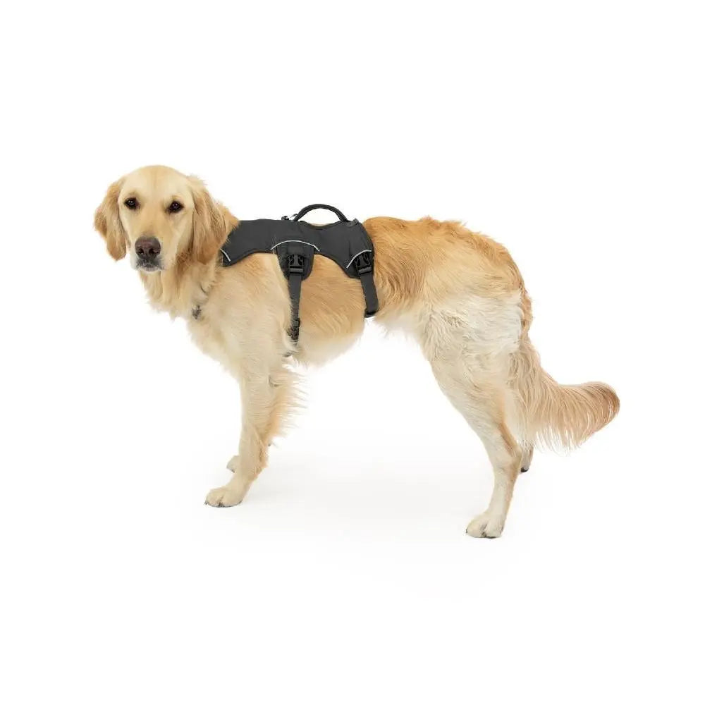 Golden retriever wearing a comfortable dog harness for secure and easy outdoor adventures.