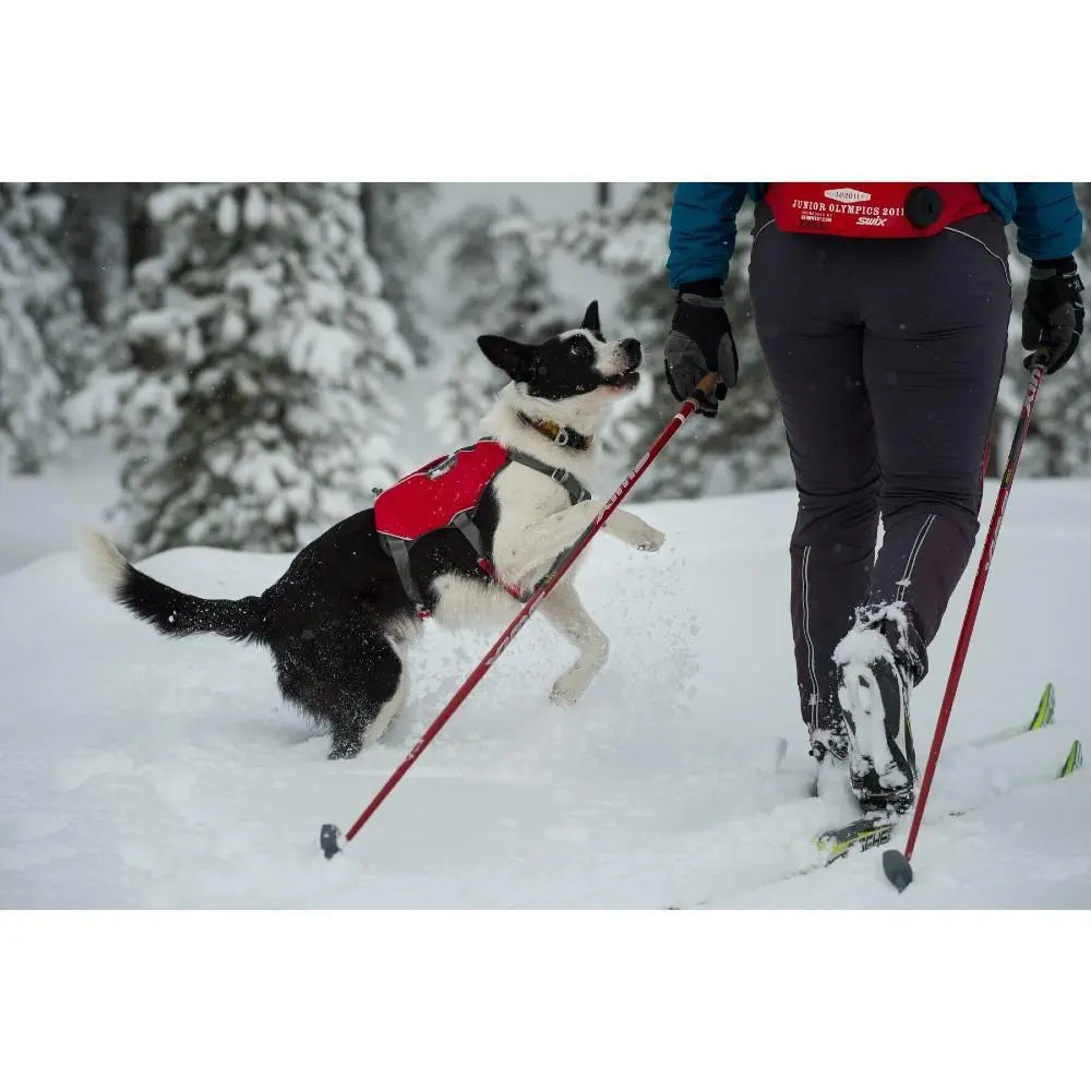 Dog in a red harness joyfully playing in the snow with a skier on a winter trail.