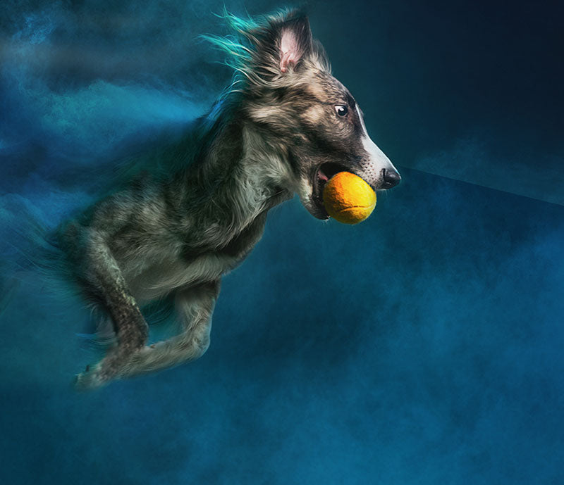 Canine & Co