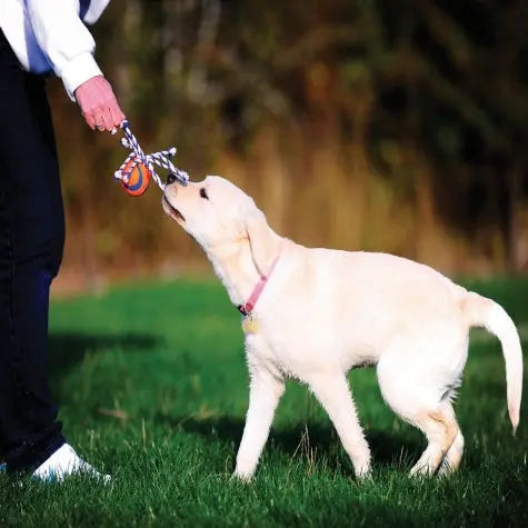 Playful Labrador puppy tugging on a colorful toy with its owner in a sunny outdoor setting.
