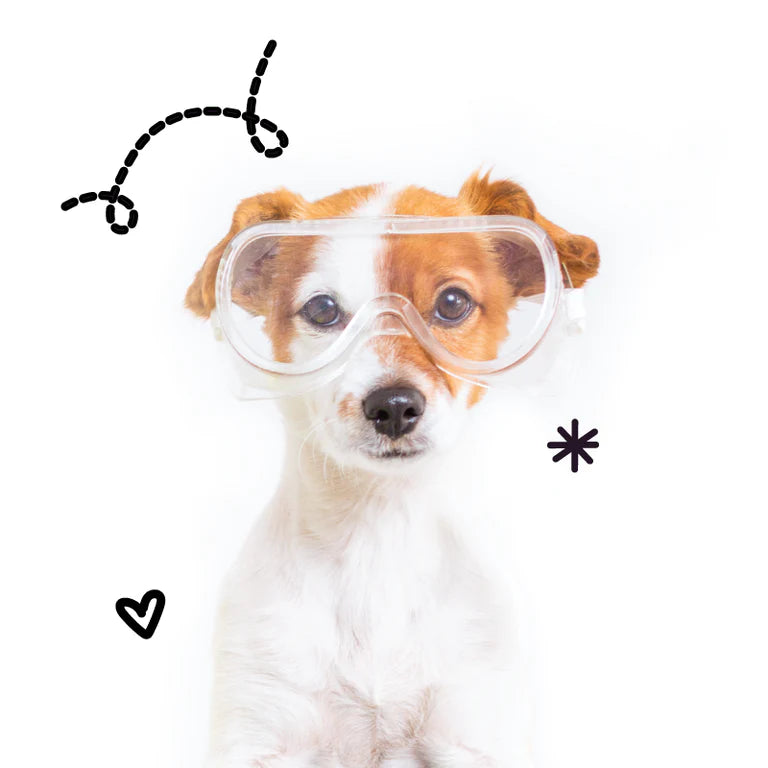 Canine & Co
