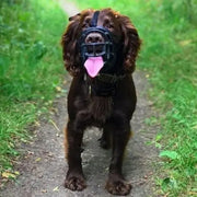 Dog wearing a muzzle on a grassy path, promoting safety and responsible pet ownership.
