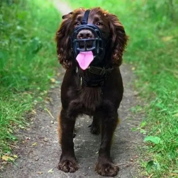 Dog wearing a muzzle on a grassy path, promoting safety and responsible pet ownership.