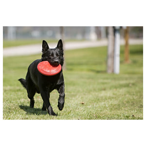 Black Dog With Kong Red Flyer Disc- Red Rubber