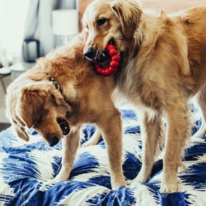Two Golden Retrievers Playing with the Kong Red Rubber Ring Dog Chew Toy