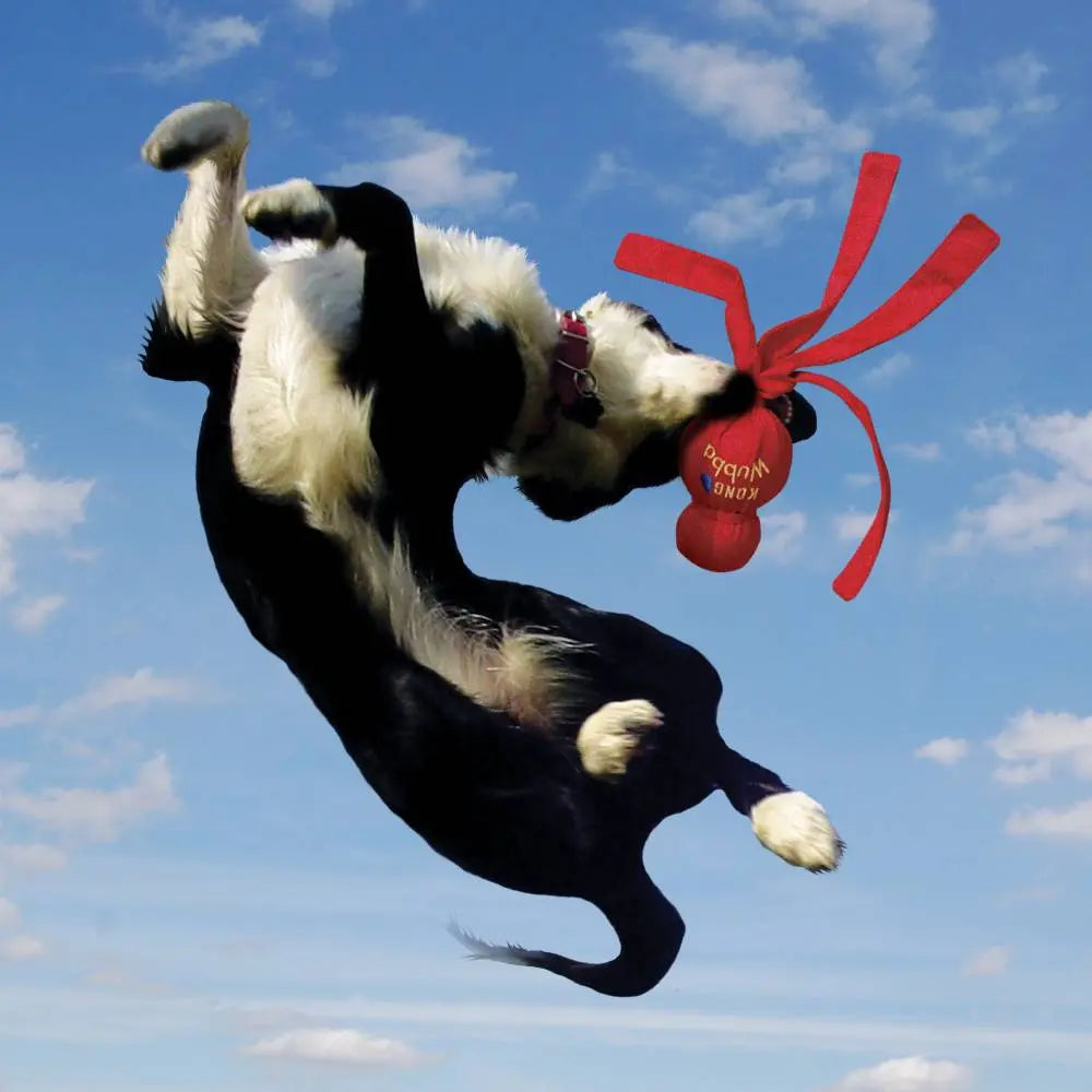 Dog jumping in the air with a red toy, showcasing playful energy against a blue sky.