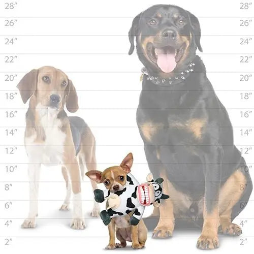 Three dogs of varying sizes stand together, showcasing a small dog with a plush toy in front.