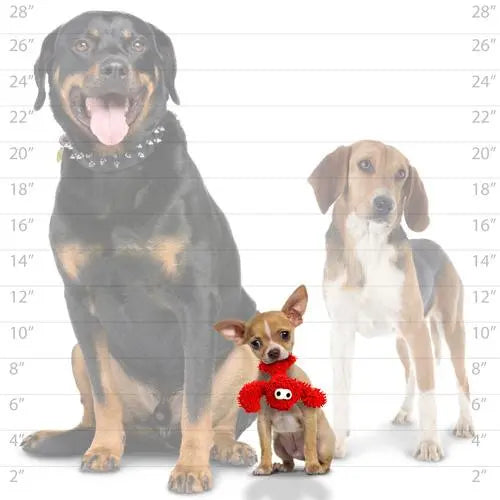 Three dogs of different sizes, including a Rottweiler, Beagle, and Chihuahua, showcasing pet diversity.