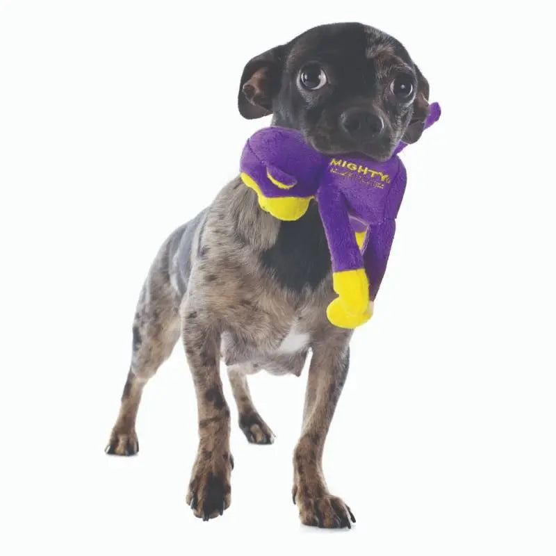 Small dog holding a colorful plush toy, showcasing playful pet accessories for dogs.