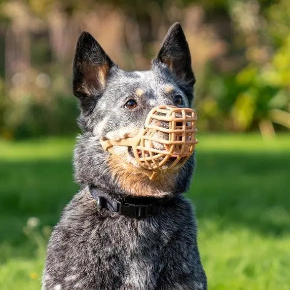 Dog wearing a natural muzzle outdoors, showcasing safety and comfort for training or walks.