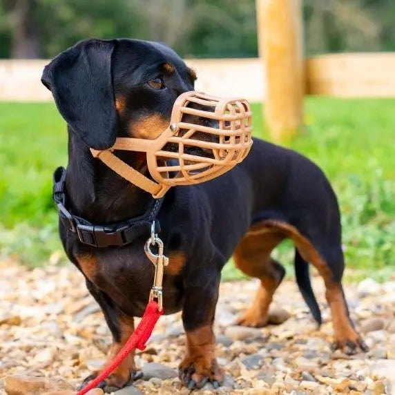 Dachshund wearing a stylish muzzle while on a walk in a park.