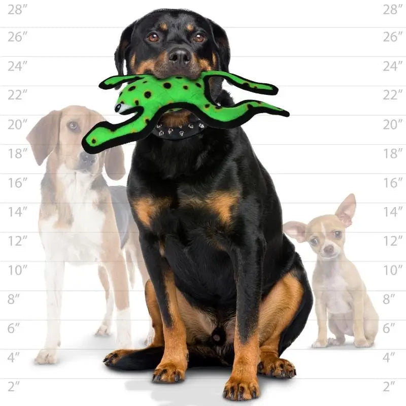 TDS Phrog Leap dog product image showing design features