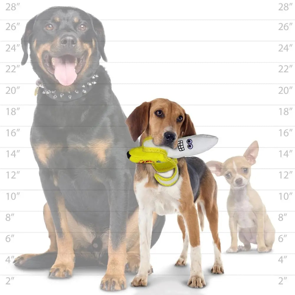 Three dogs of different sizes playfully pose together, showcasing their unique personalities and playful spirit.